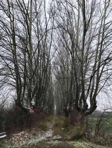 No entry! A little lane near Beziers, in S.France.